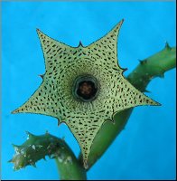 Huernia archeri